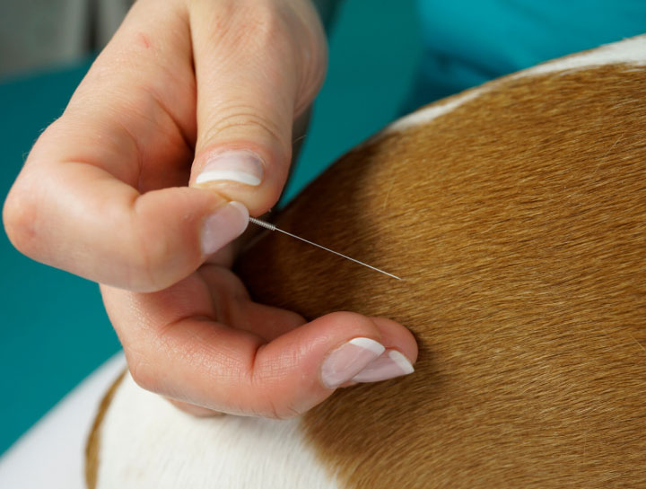 Acupuncture for Pets in Middletown