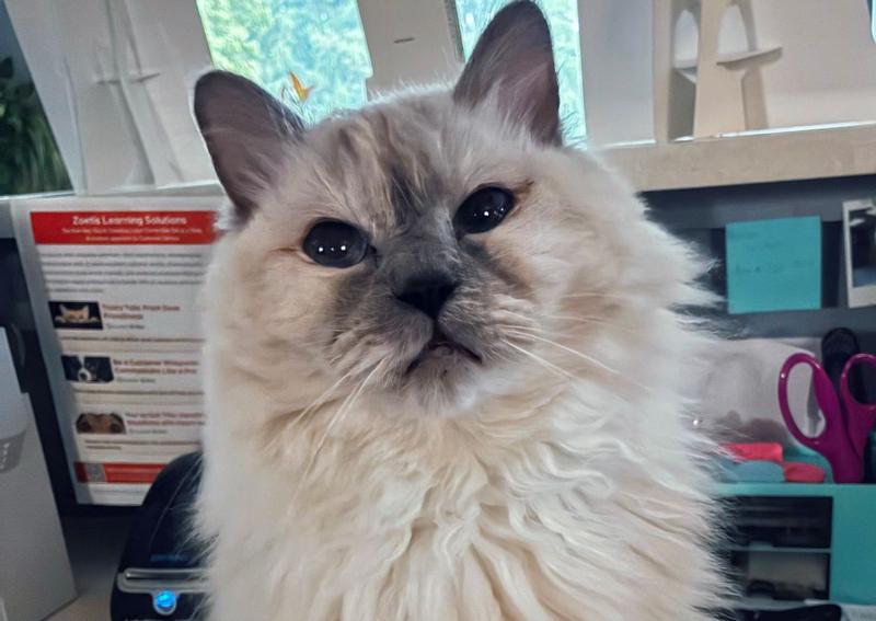 Carousel Slide 4: Our hospital cat, the famous Sassy!