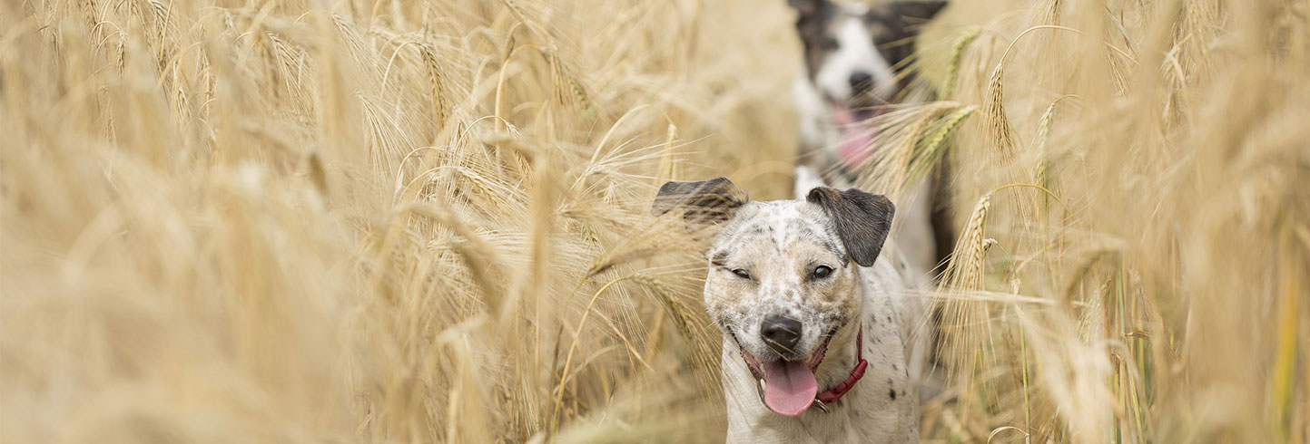 Middletown veterinarians